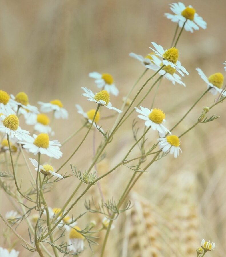 flowers, chamomille, bloom-8498280.jpg